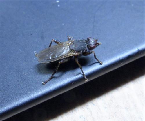 Réf. 240 992 : Orygma luctuosum