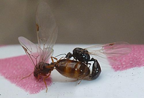 Solenopsis sp.