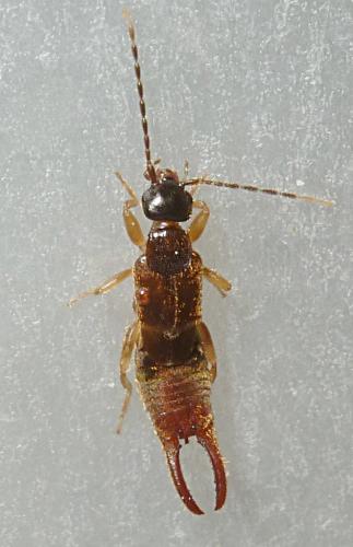 Réf. 240 222 : Labia minor