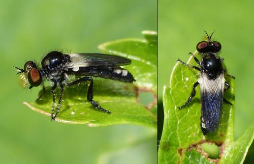 Holopogon venustus