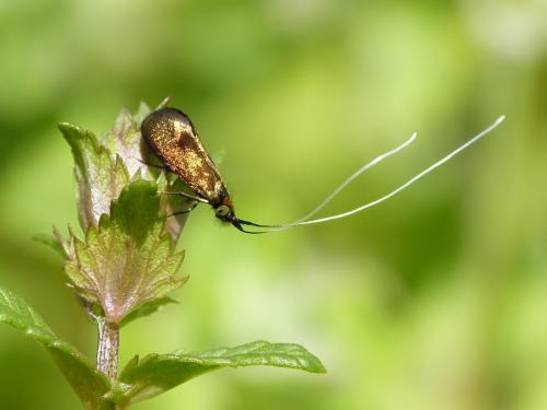 Nemophora violellus