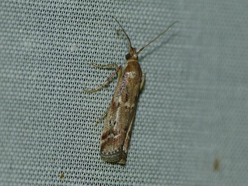 Delplanqueia sp.