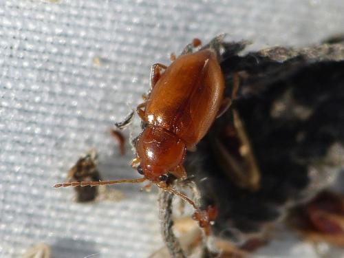 Réf. 240 205 : Neocrepidodera transversa