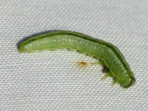 Arge sp.