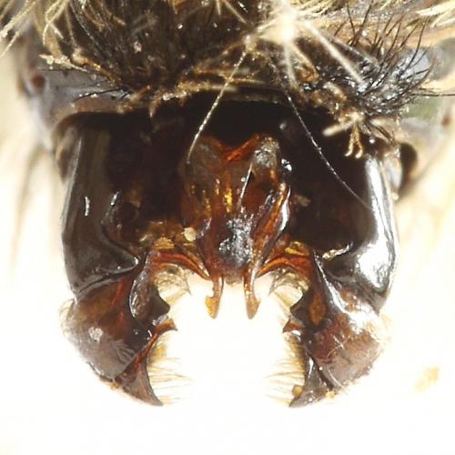 Bombus veteranus