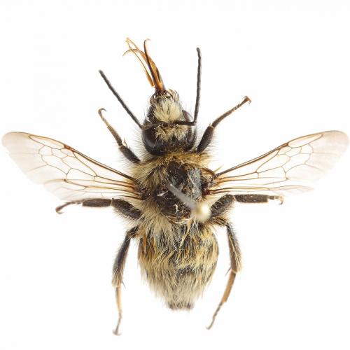 Bombus veteranus