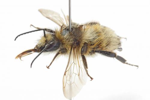Bombus veteranus