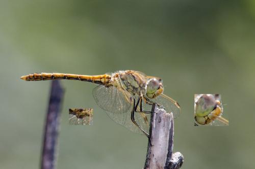 Réf. 240 238 : Sympetrum vulgatum