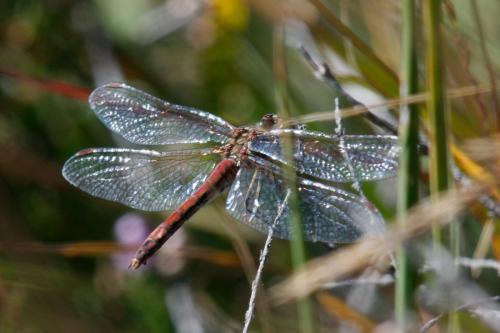 Réf. 240 221 : Sympetrum vulgatum