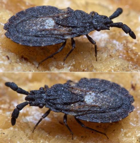 Réf. 240 331 : Aradus reuterianus