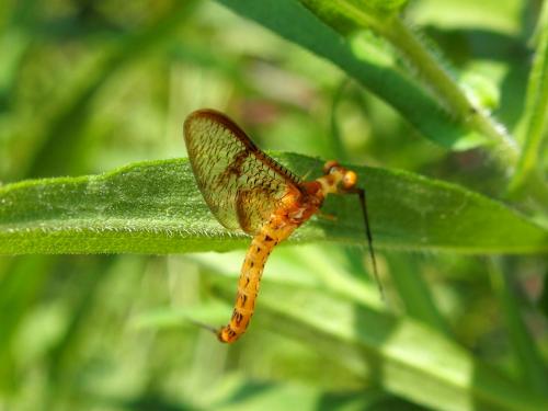 Ephemera glaucops