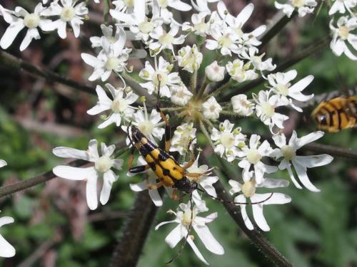 Rutpela maculata
