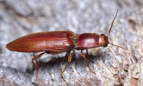 Stenagostus rufus