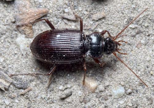 Réf. 240 921 : Nebria brevicollis