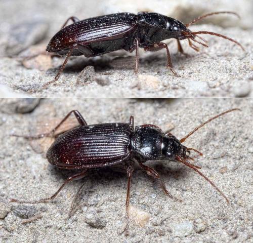 Réf. 240 922 : Nebria brevicollis