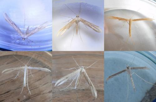 Emmelina monodactyla