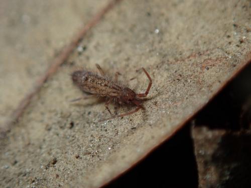 Réf. 240 201 : Orchesella villosa