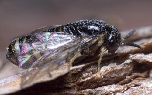 Gilpinia sp.