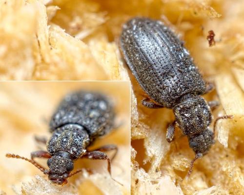 Latridius hirtus