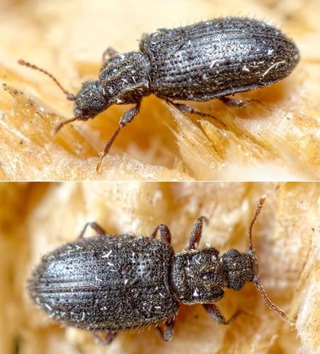 Latridius hirtus