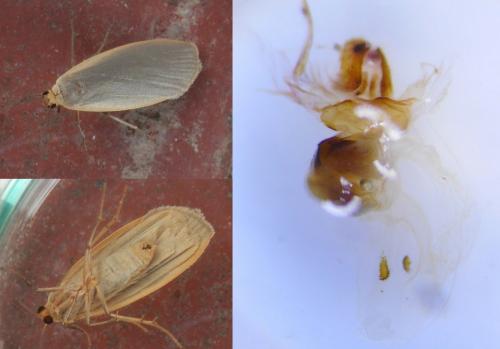 Eilema griseola