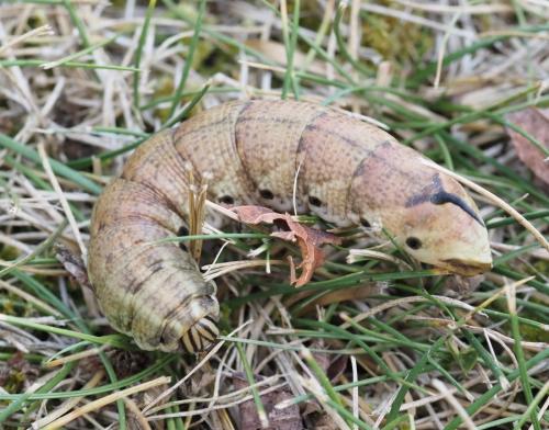 Réf. 240 313 : Agrius convolvuli