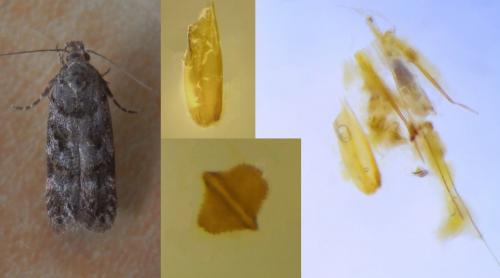 Réf. 240 373 : Teleiopsis diffinis