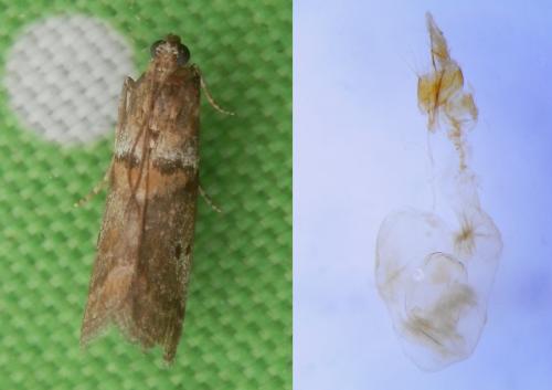 Acrobasis consociella