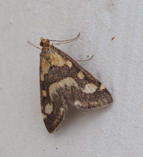 Réf. 240 700 : Pyrausta purpuralis