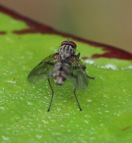 Hylemya sp.