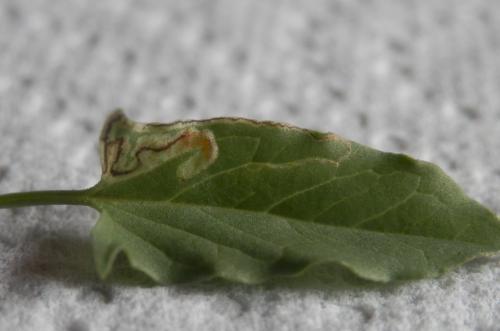 Réf. 240 871 : Stigmella freyella