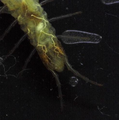 Réf. 240 999 : Pachymerium ferrugineum