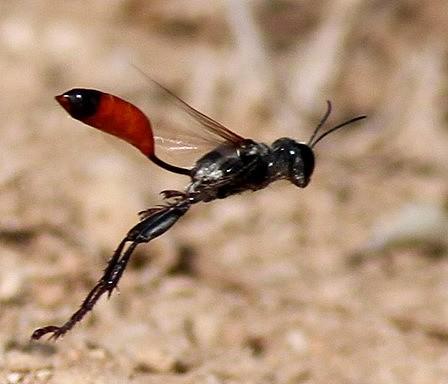 Prionyx sp.