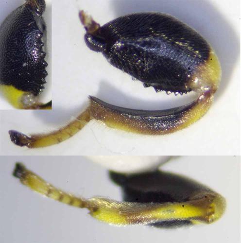 Brachymeria sp.