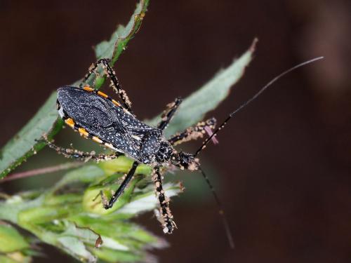 Rhynocoris albopilosus