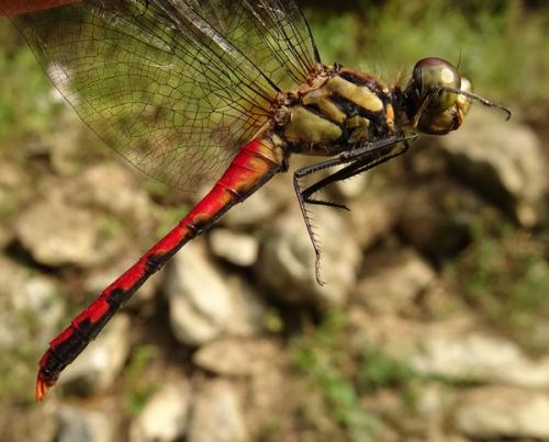Réf. 240 365 : Sympetrum risi