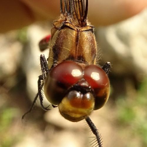 Réf. 240 366 : Sympetrum risi
