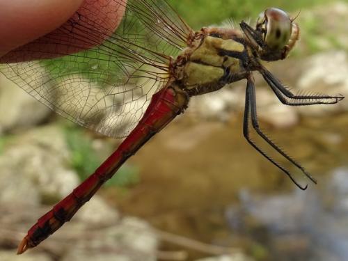 Réf. 240 477 : Sympetrum darwinianum