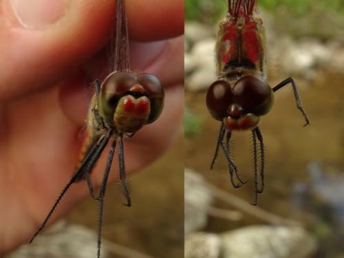 Réf. 240 478 : Sympetrum darwinianum