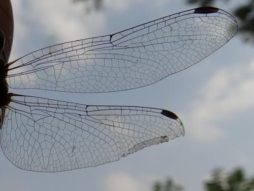 Réf. 240 480 : Sympetrum darwinianum