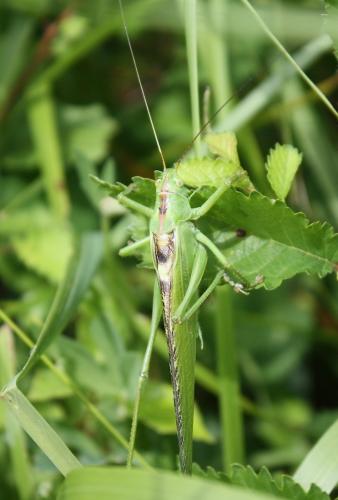 Réf. 240 914 : Tettigonia viridissima
