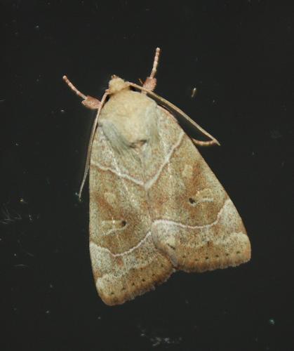 Réf. 240 458 : Cosmia trapezina