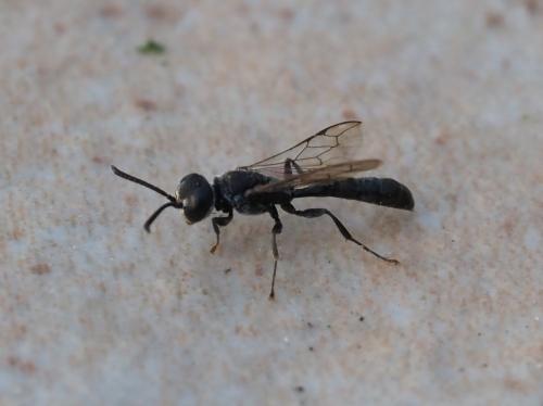 Trypoxylon sp.