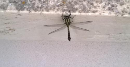 Gomphus vulgatissimus