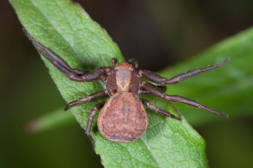 Xysticus sp.