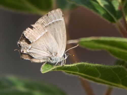 Réf. 240 050 : Favonius quercus