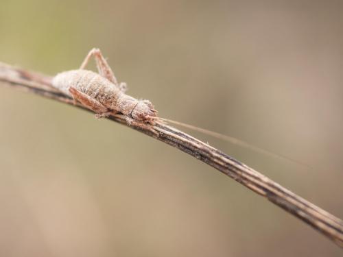 Arachnocephalus vestitus