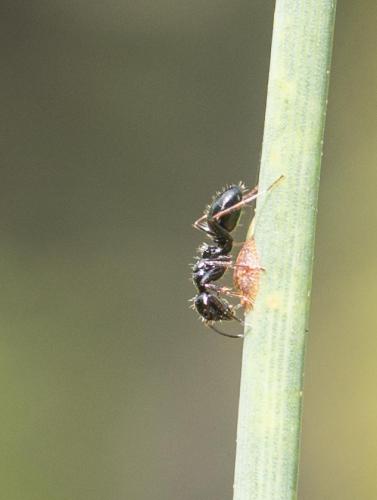Camponotus piceus