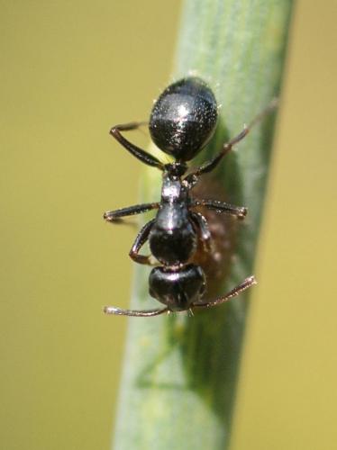 Camponotus piceus