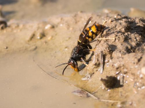 Vespa velutina